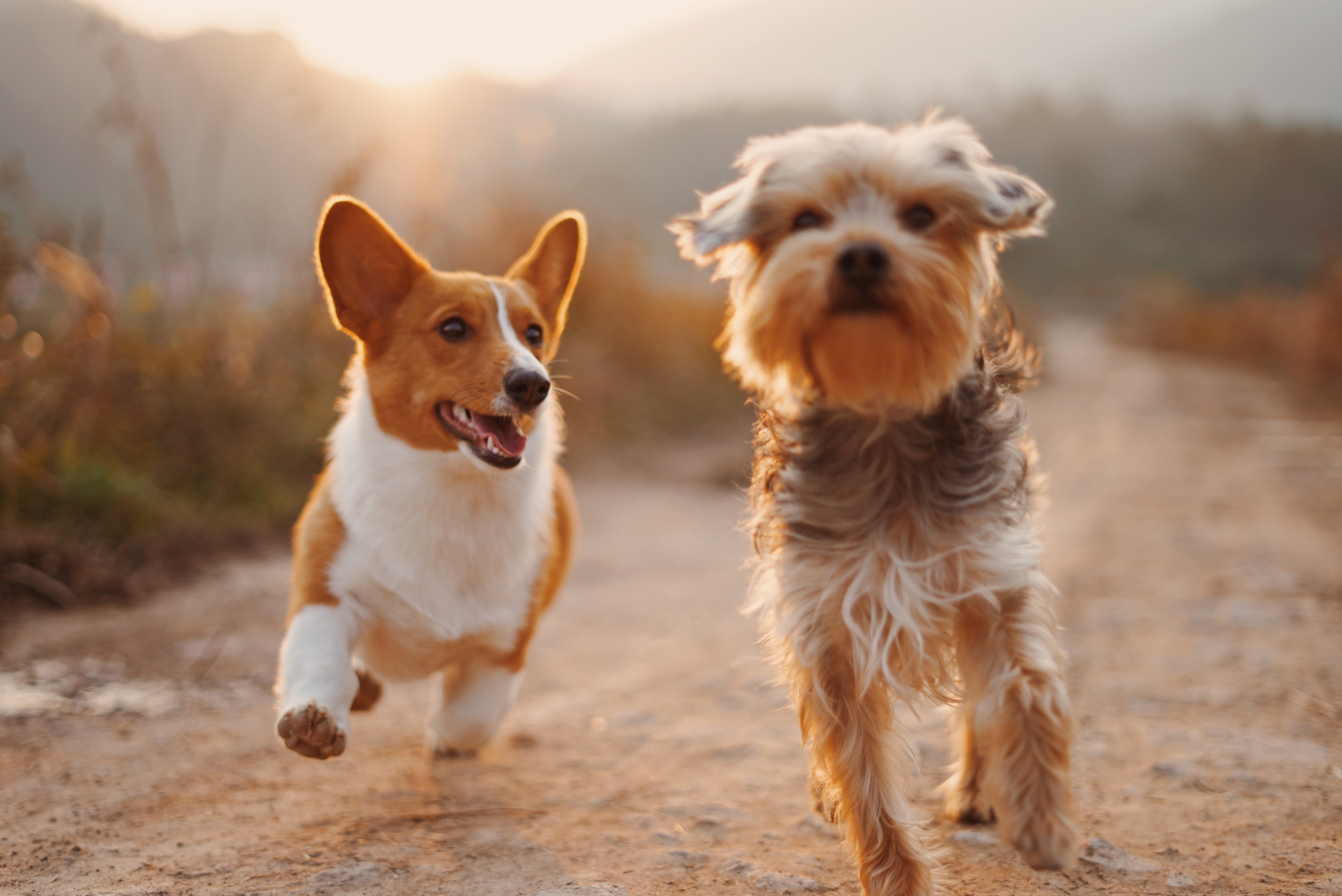 Two dogs, a Corgi and a small terrier, running on a dirt path with a sunset in the background.