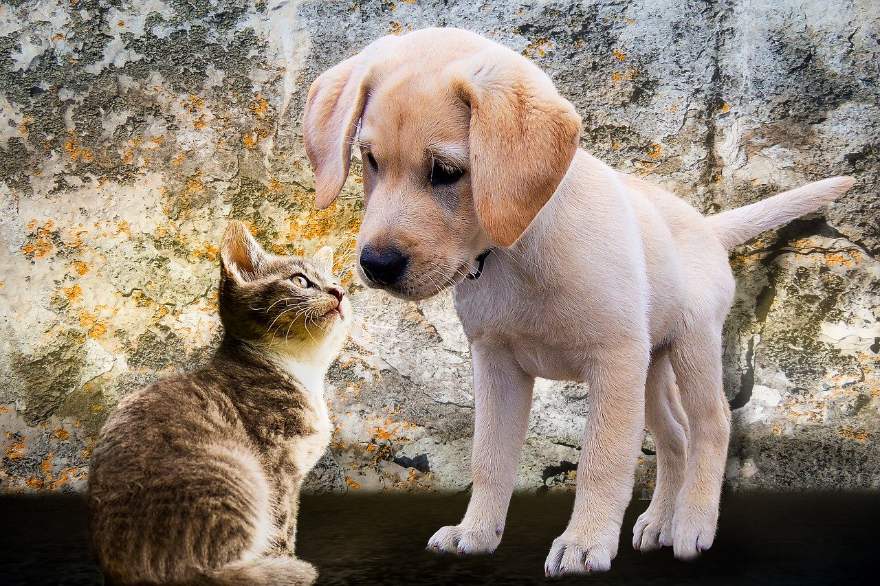 A Labrador puppy and a gray cat facing each other, with the puppy looking down at the cat.