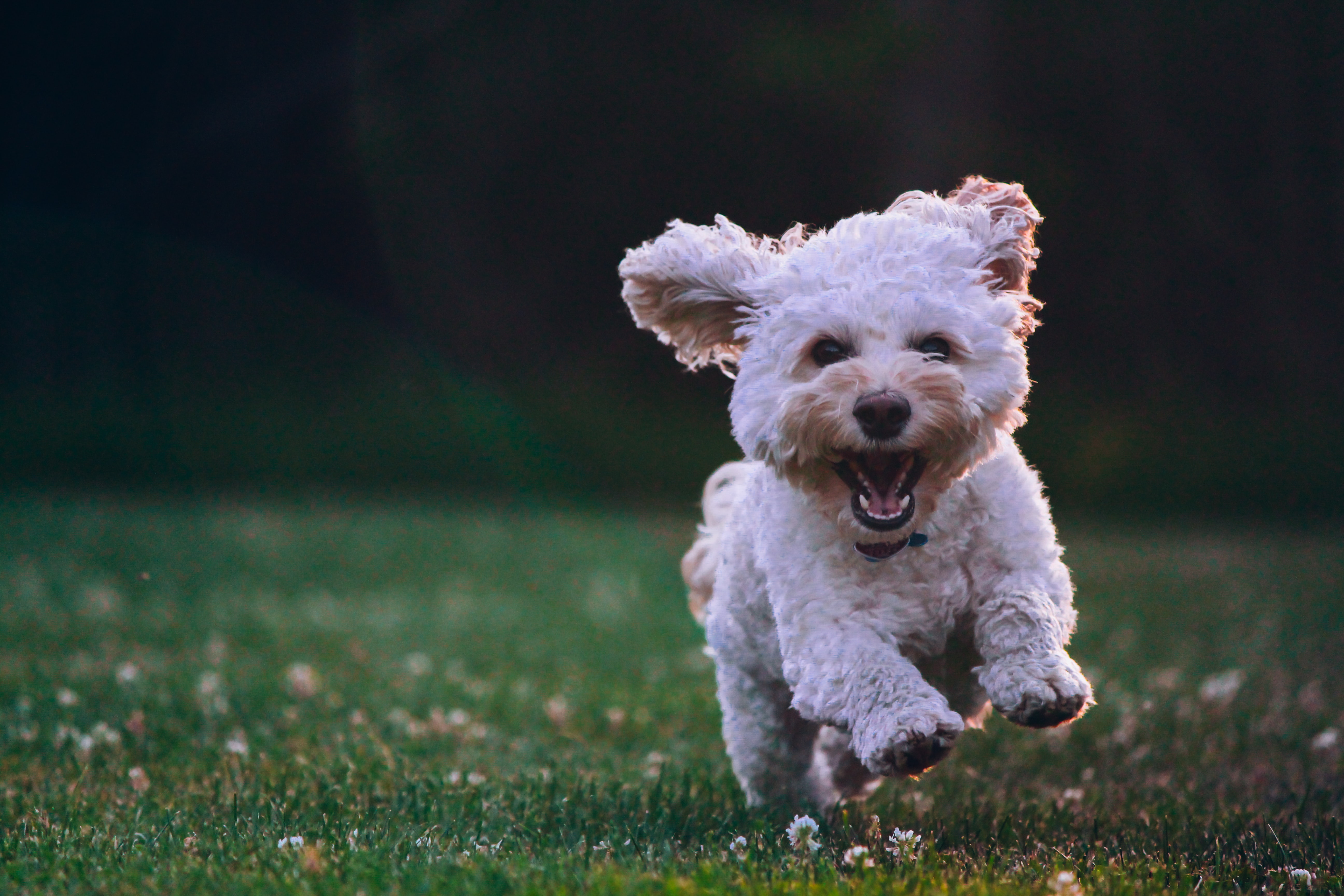 White fluffy dog running on a grassy field with a big smile, ears flapping in the air.