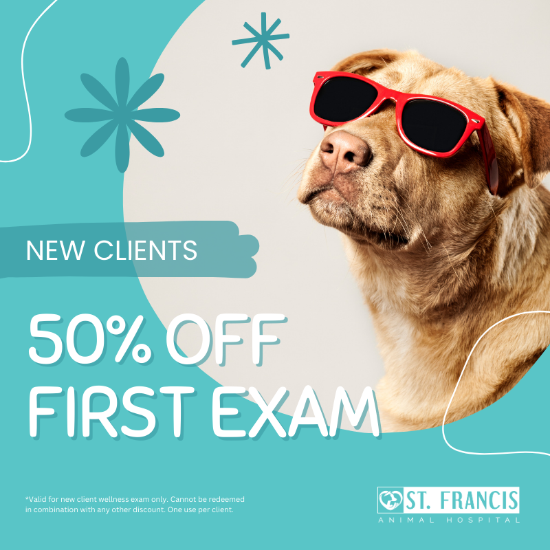 A dog wearing red sunglasses. Text on image reads "NEW CLIENTS 50% OFF FIRST EXAM."